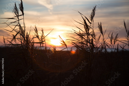 Sunset an Northern Sea with gras in the front and sun in the backround