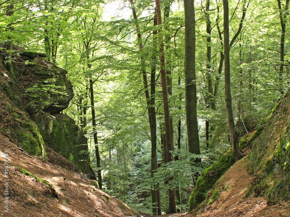 Abstieg zur Elfengrotte bei Eisenach Abstieg zur Elfengrotte bei Eisenach
