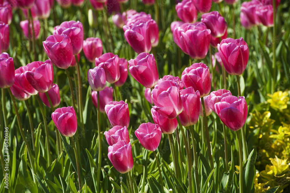 Tulip. Beautiful bouquet of tulips. colorful tulips.