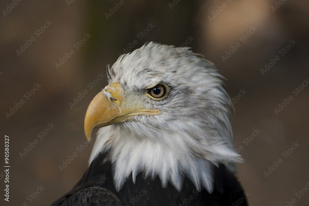 Portrait of an eagle Portrait of an eagle
