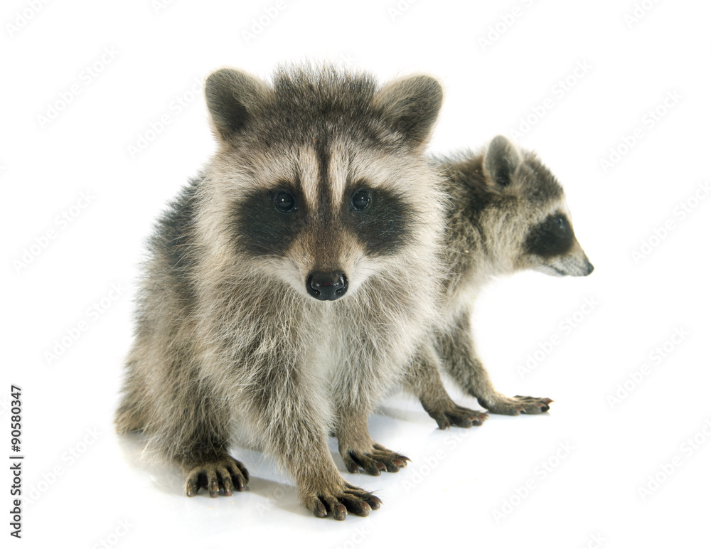 Obraz premium young raccoon