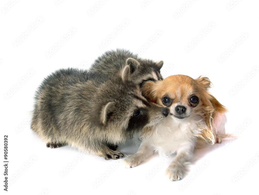 Fototapeta premium young raccoon and chihuahua