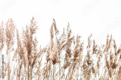 Seedy reed stalks