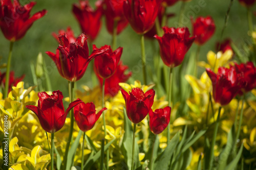 Tulip. Beautiful bouquet of tulips. colorful tulips.