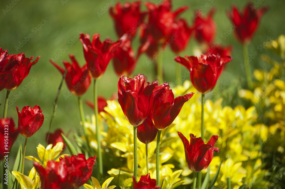 Tulip. Beautiful bouquet of tulips. colorful tulips. Tulip. Beautiful bouquet of tulips. colorful tulips.