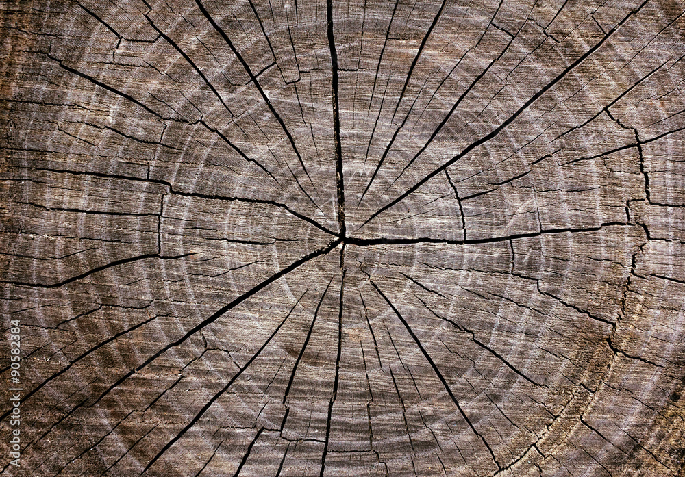 Fototapeta premium old wood texture with cracks