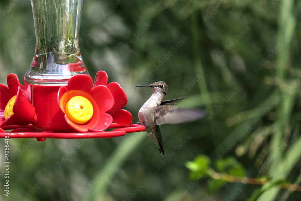 Obraz premium Hummingbird at a Backyard Feeder