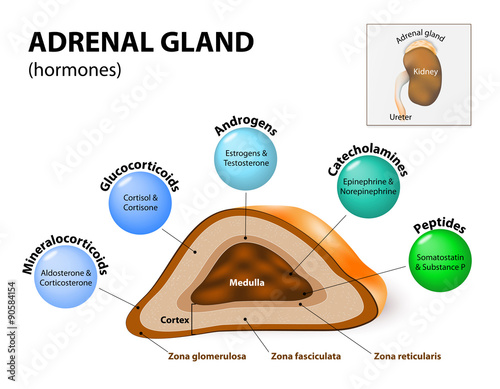 Adrenal gland hormone secretion photo