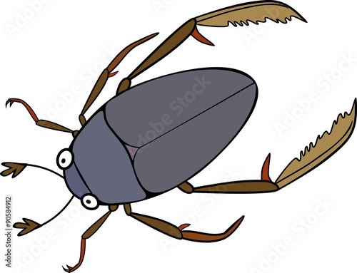  Hydrophilidae