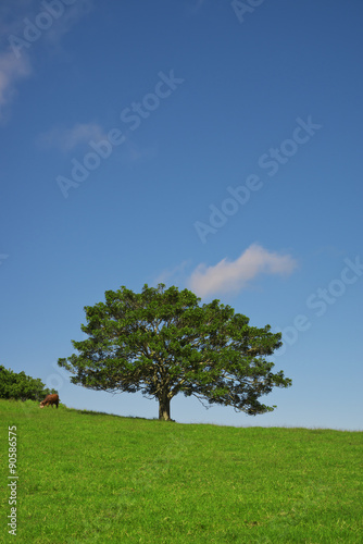 Lonely Tree on Farm