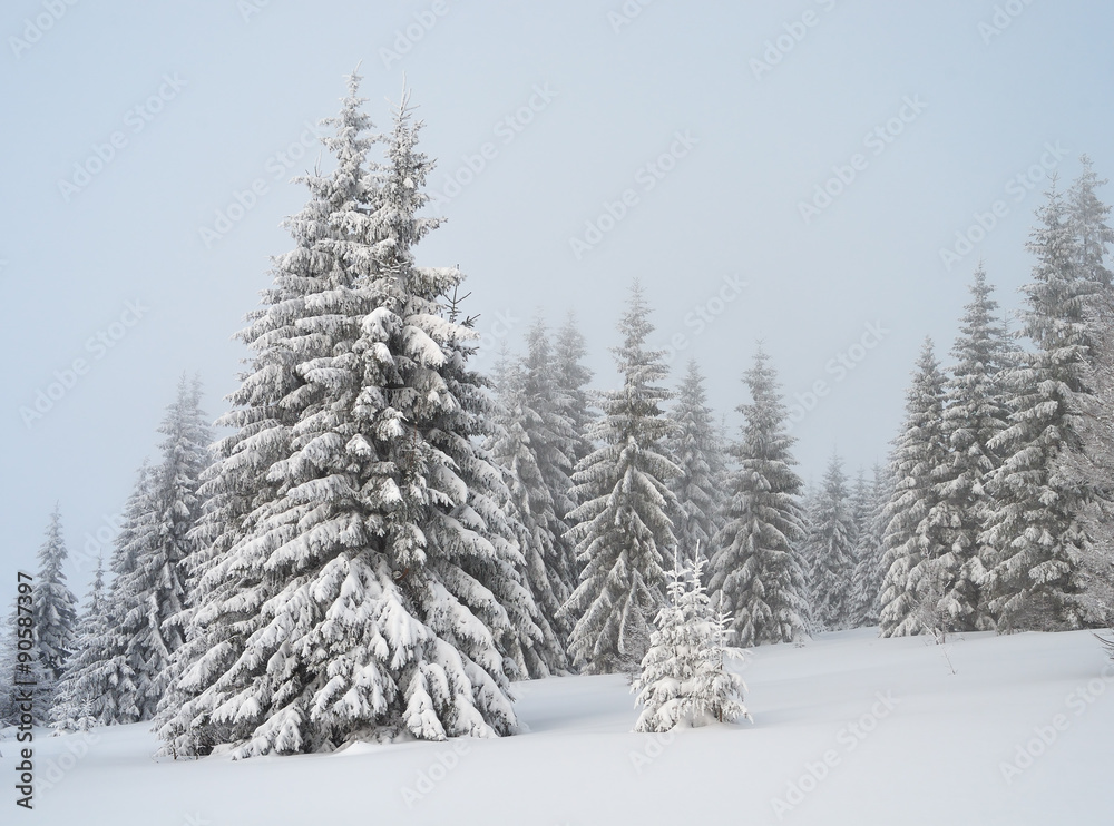 Obraz premium Winter landscape a cloudy day