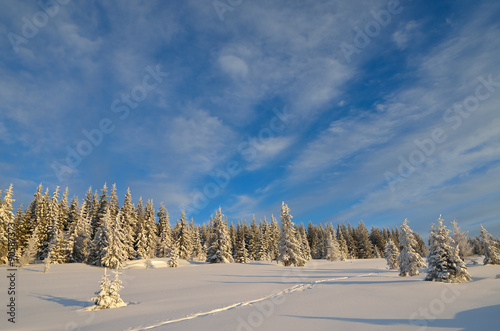 Path on the snow in mountain forest