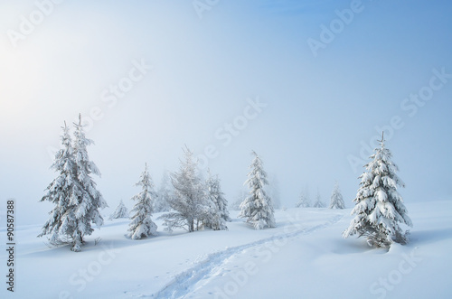 Trail in the snow © Oleksandr Kotenko