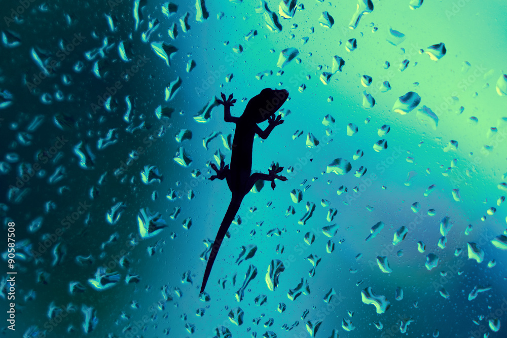 Gecko On Glass Window Wet With Rain Drops