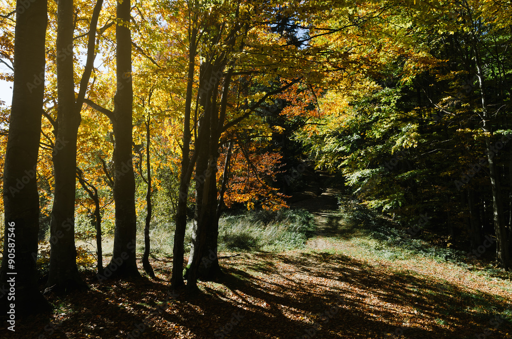 Obraz premium Autumn forest