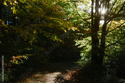 Fototapeta Naklejka Na Ścianę i Meble -  Autumn scenery in the forest