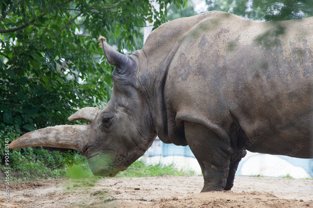 Naklejka premium White Rhino