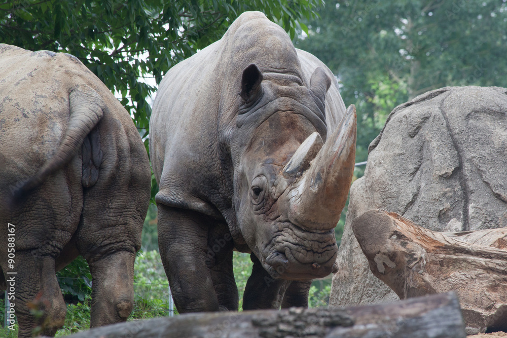 Obraz premium White Rhino