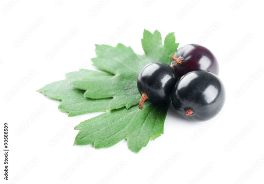 Heap of wild black currant with green leaves isolated on white Heap of wild black currant with green leaves isolated on white