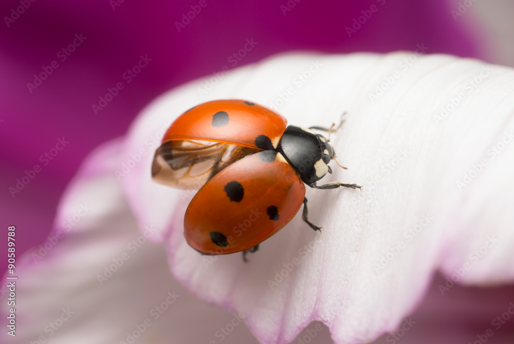 Naklejka premium Ladybug, Coccinella septempunctata on garden cosmos