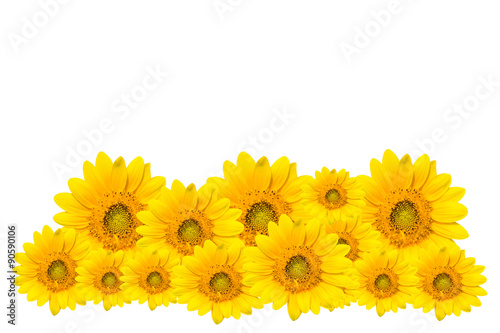 Fototapeta Naklejka Na Ścianę i Meble -  Sun flowers