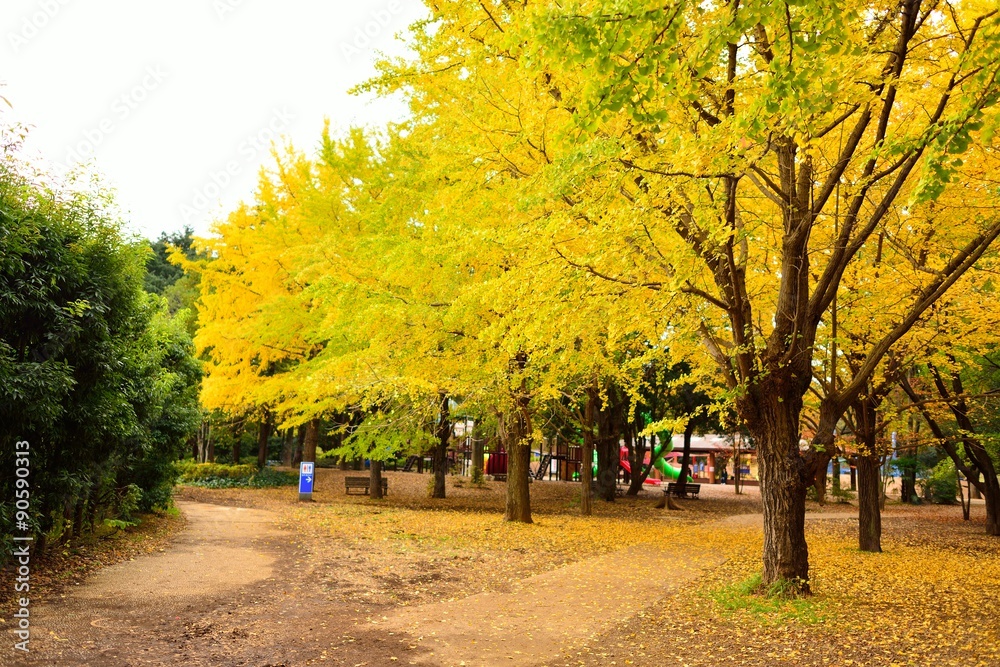 Fototapeta premium 紅葉