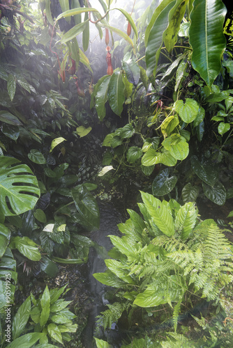 Fototapeta Naklejka Na Ścianę i Meble -  rain in forest jungle