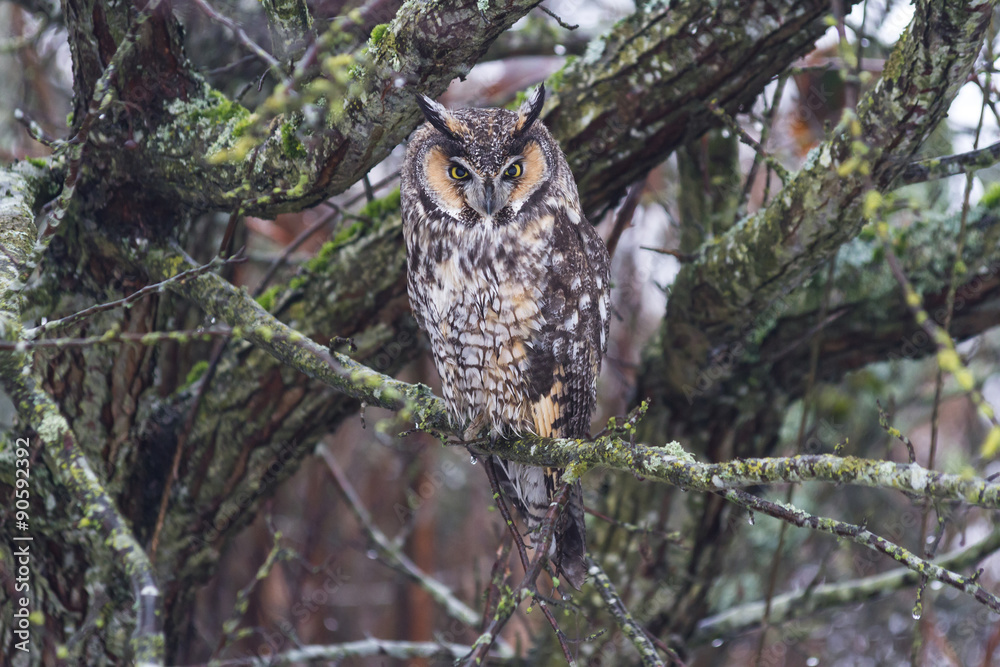 Obraz premium long eared owl
