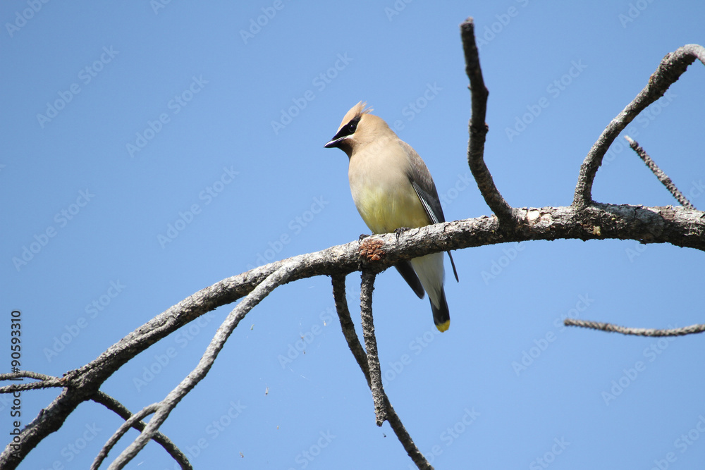 Cedar Waxwing Cedar Waxwing