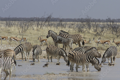 Grazing zebra and springbok sharing a watering hole in Etosha National Park  Namibia  Africa. 