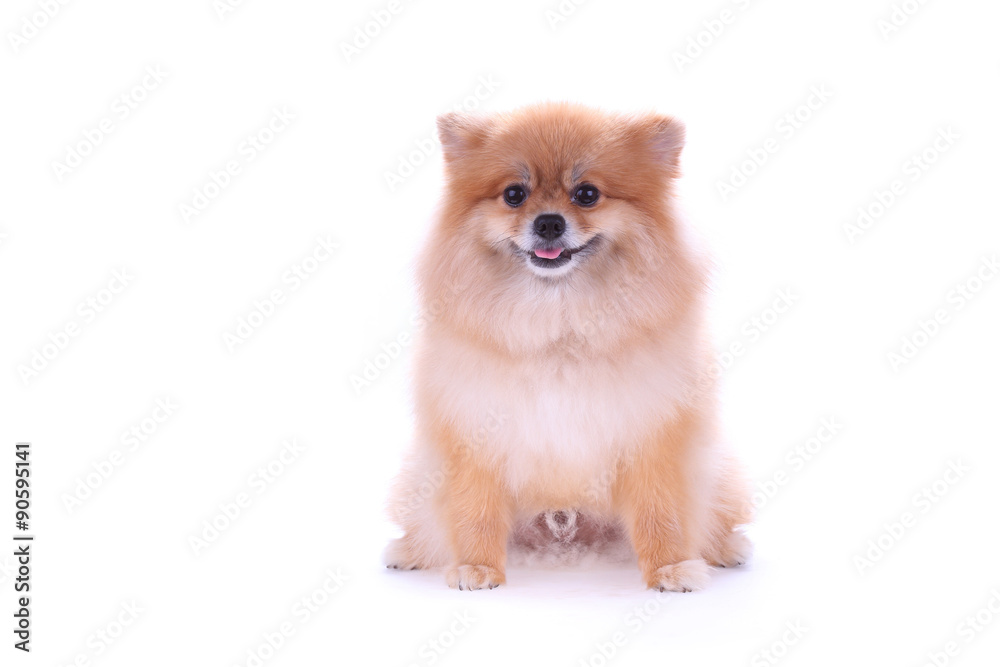 brown pomeranian dog isolated on white background, cute pet