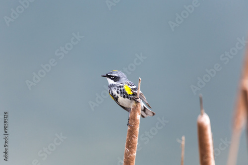 Yellow-rumped Warbler photo