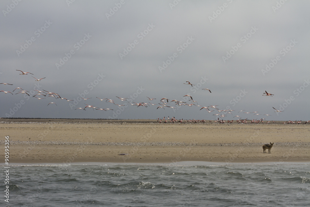 Flock of flamingos taking off because of a black backed jackal on the beach. Walvis Bay, Namibia