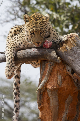 Leopard lounging in tree and feeding on raw meat at Okonjima, Namibia, Africa.