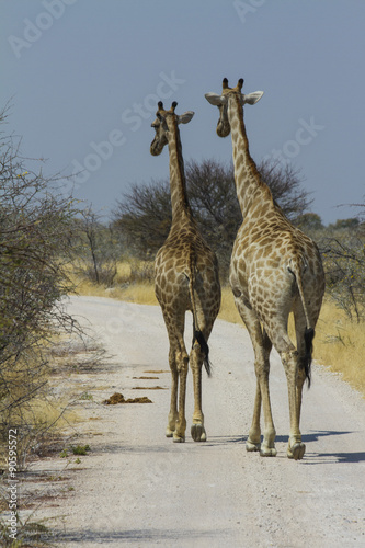 Two giraffe walking down a gravel road in Etosha National Park  Namibia  Africa.