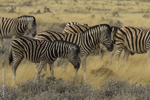 Plains Zebra herd grazing in Etosha National Park, Namibia. Early morning grazing. 