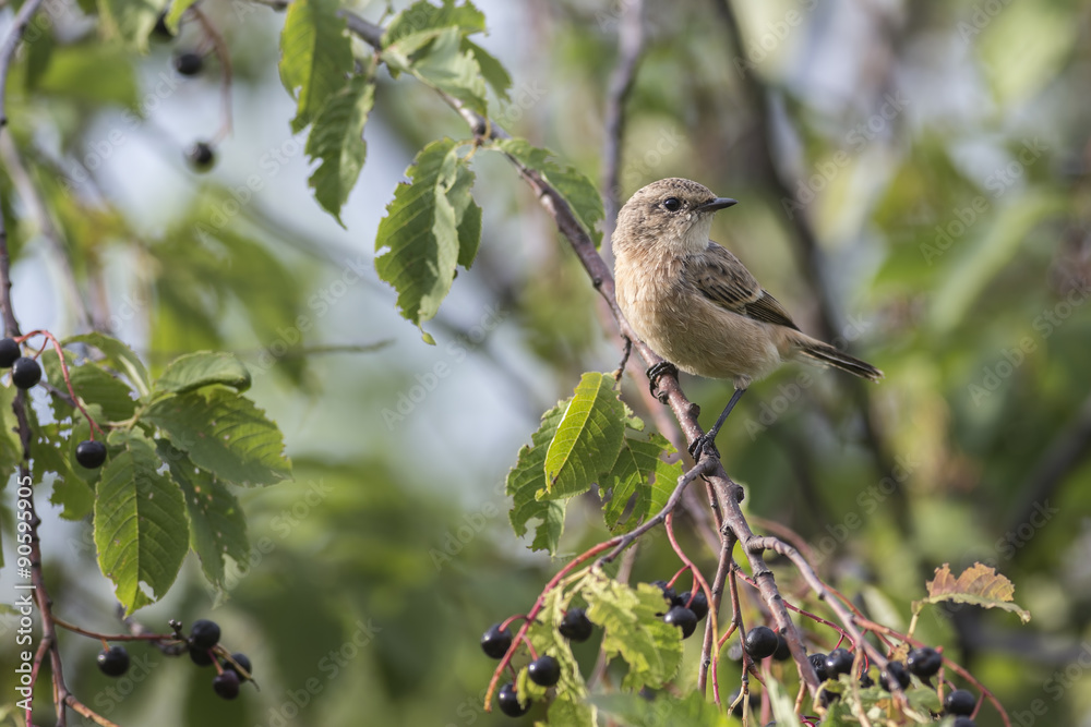 Fledgling stonechat