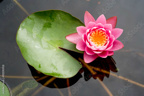 Vászonkép Pink lotus flowers blooming on pond