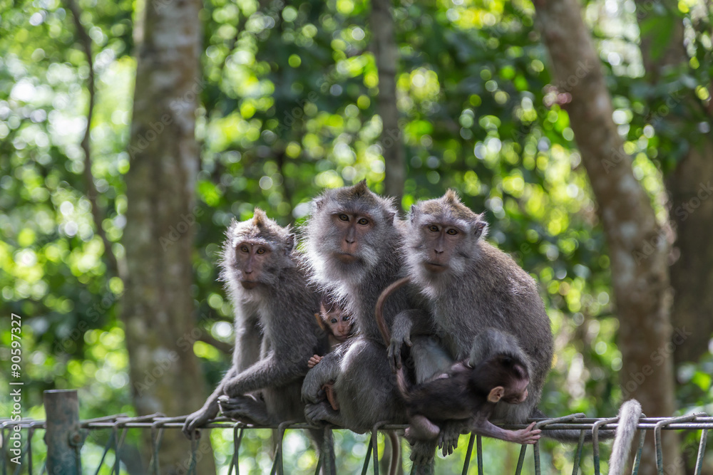 Obraz premium Monkey Family