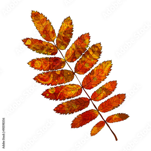 leaf rowan
