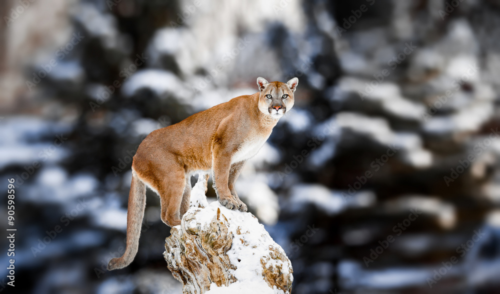 Portrait of a cougar, mountain lion, puma, panther, striking a p Stock 写真 |  Adobe Stock