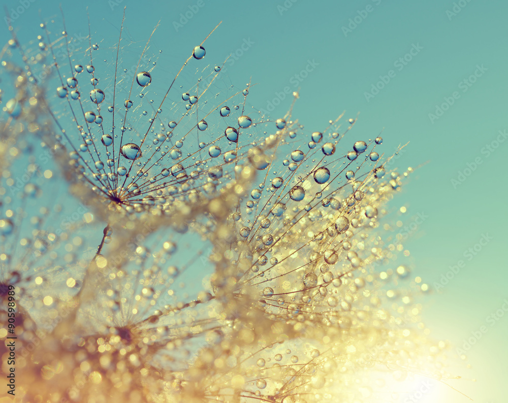 Obraz premium Zroszony kwiat mniszka lekarskiego o zachodzie słońca z bliska