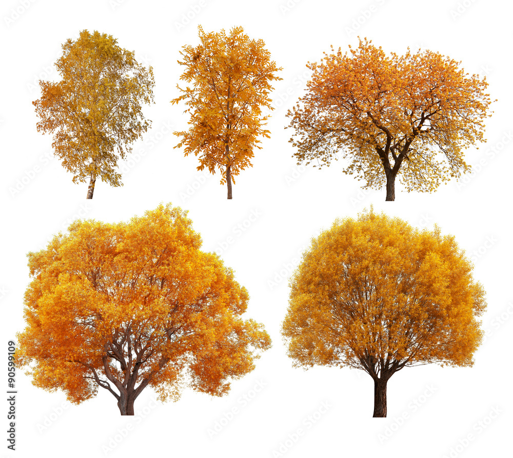 Great collection of autumn trees isolated on white background