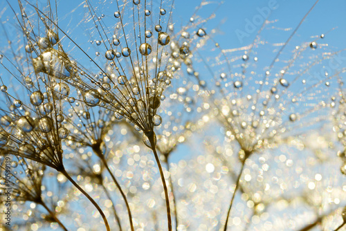 Dewy dandelion flower close up