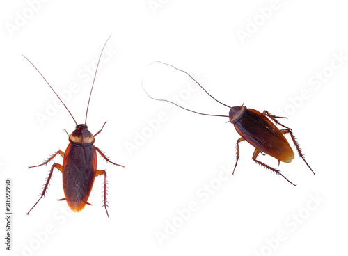 cockroach carrier pathogens isolated on white