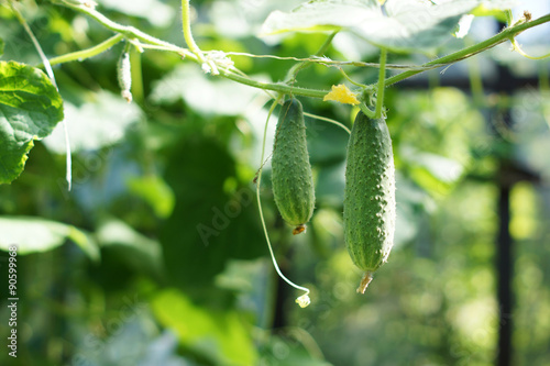 Cucumber on a branch.