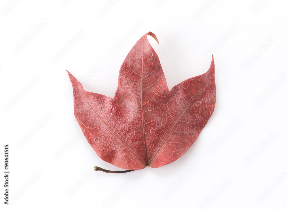 Fototapeta premium red leaf on white background
