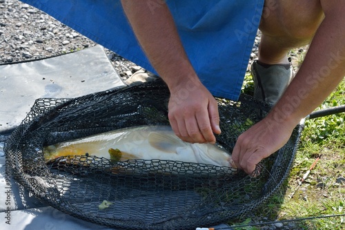 Un pêcheur décroche une carpe dans son épuisette
