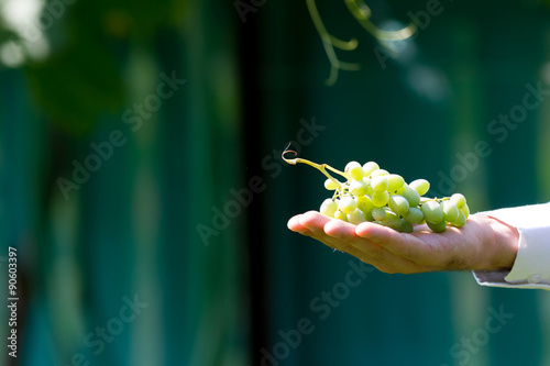 Wine industry and agriculture