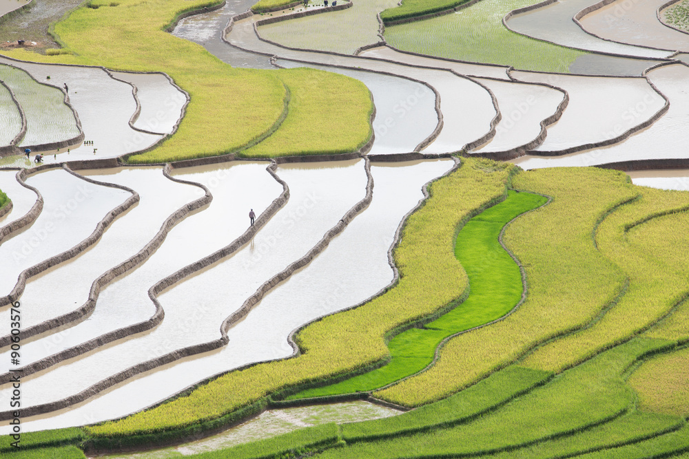 rice terraces field of Mu Cang Chai in Yenbai , Vietnam